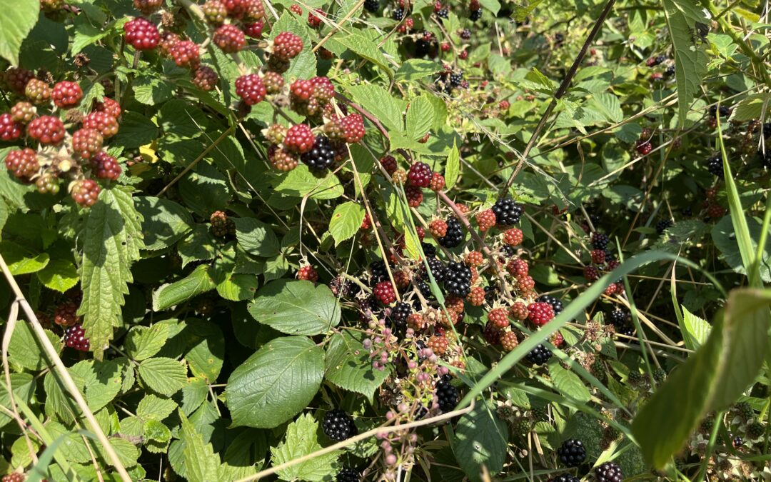 Germany June-July 2025